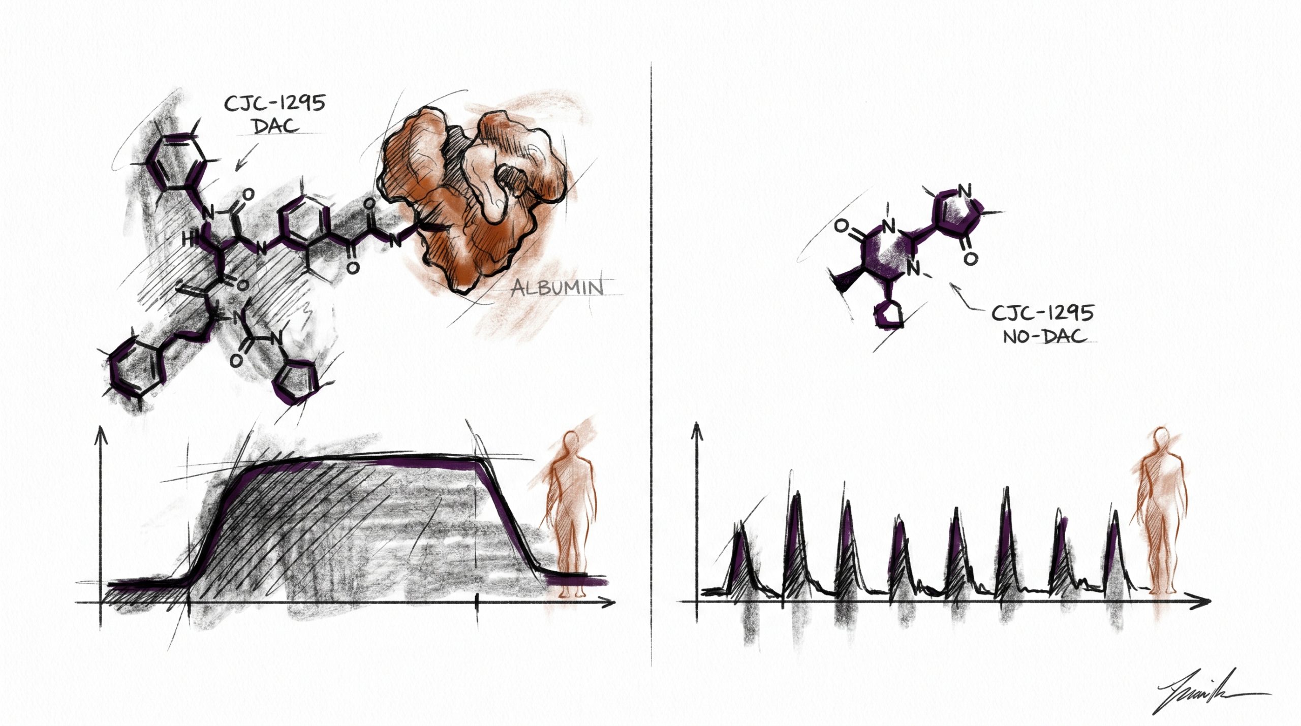 CJC-1295 DAC vs No DAC: Sustained vs Pulsatile GH Release in Research