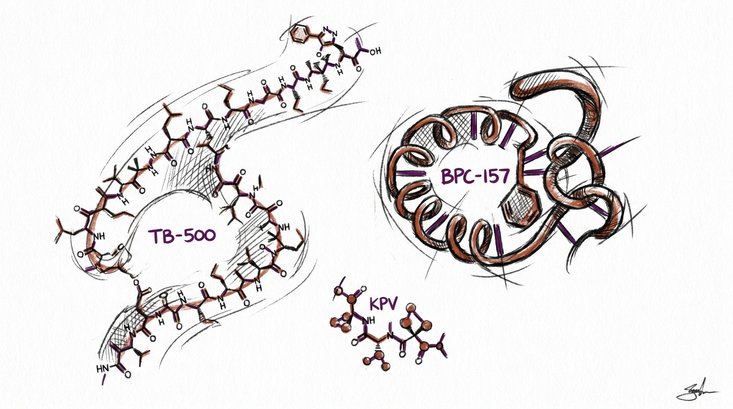 TB-500 vs BPC-157 vs KPV: Healing Peptide Research