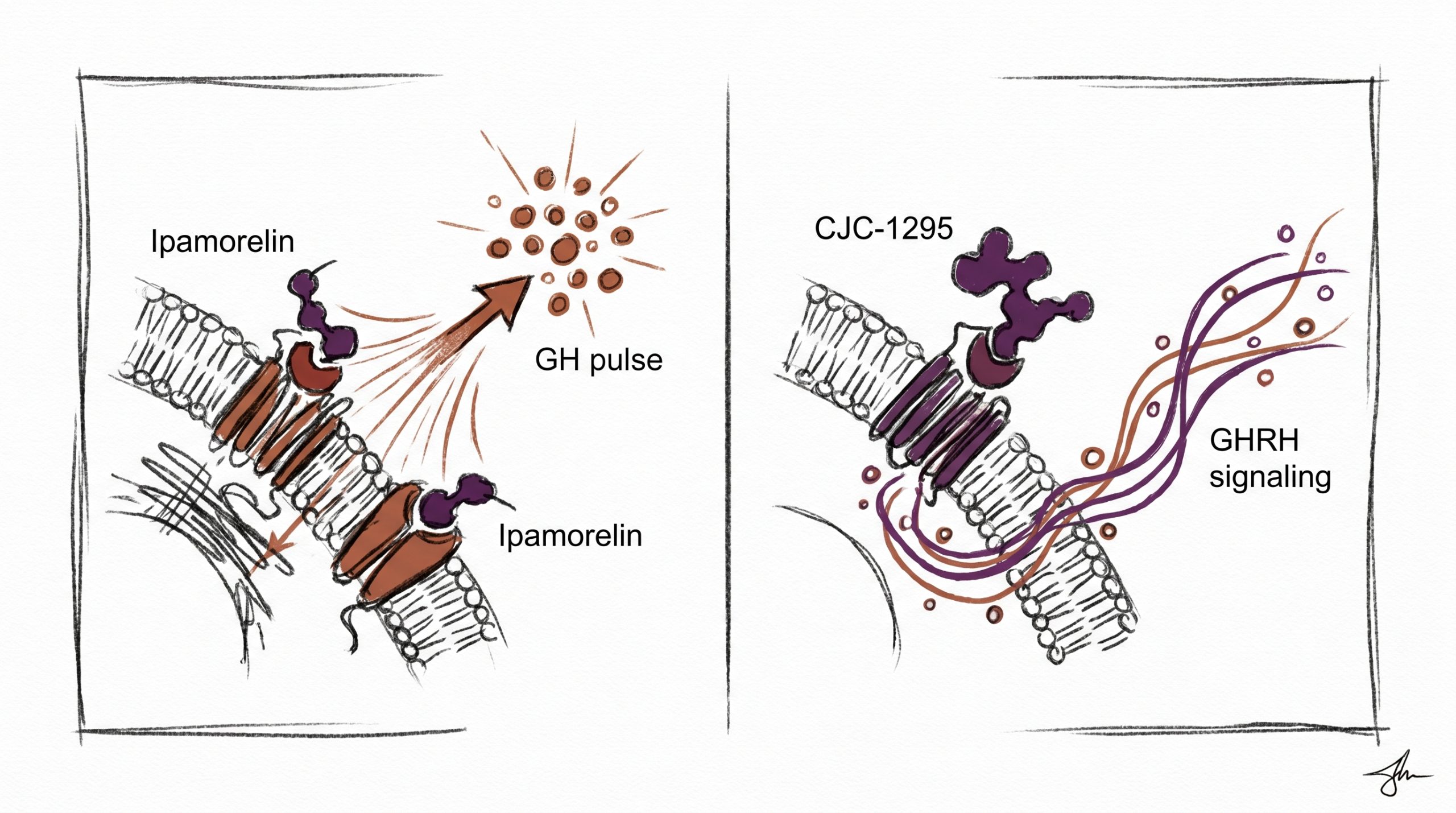 Ipamorelin vs CJC-1295: GH Secretagogue Research Comparison