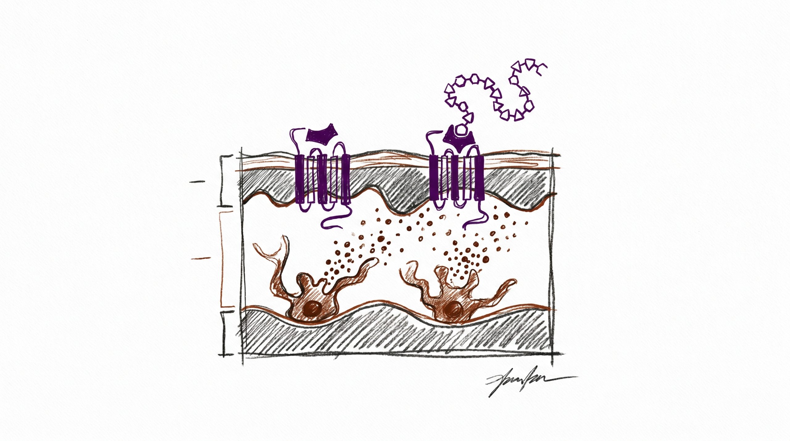 Melanotan II Research Guide: Melanocortin System & MC Receptor Science