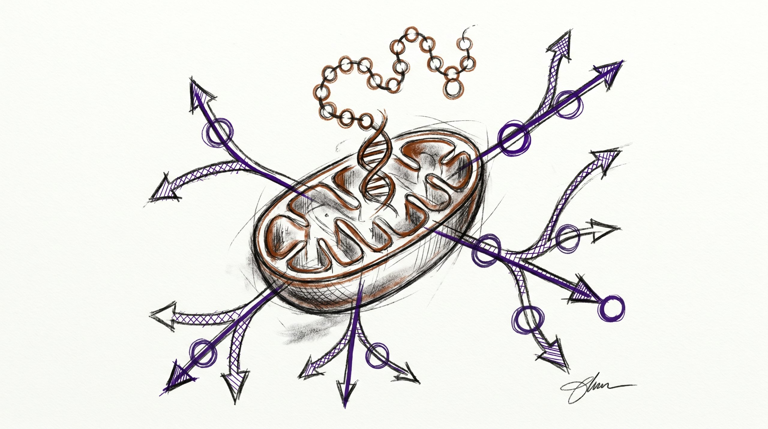 MOTS-c Research Guide: Mitochondrial-Derived Peptide & AMPK Biology