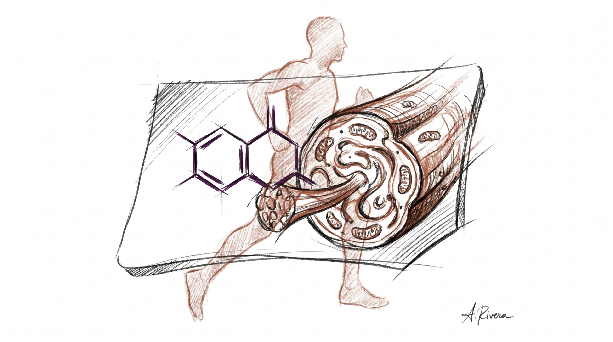 SLU-PP-332 Research Guide: ERR Agonist & Exercise-Mimetic Science