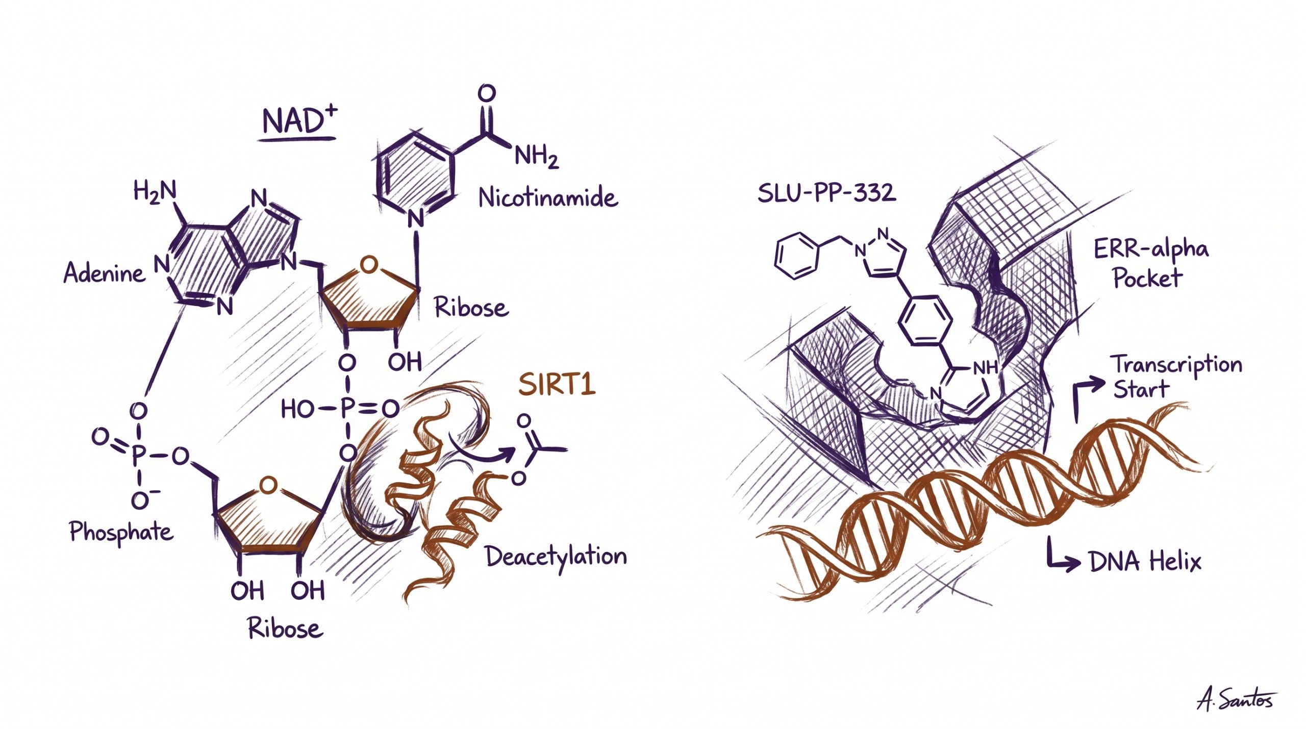 NAD+ vs SLU-PP-332: Metabolic Longevity Research