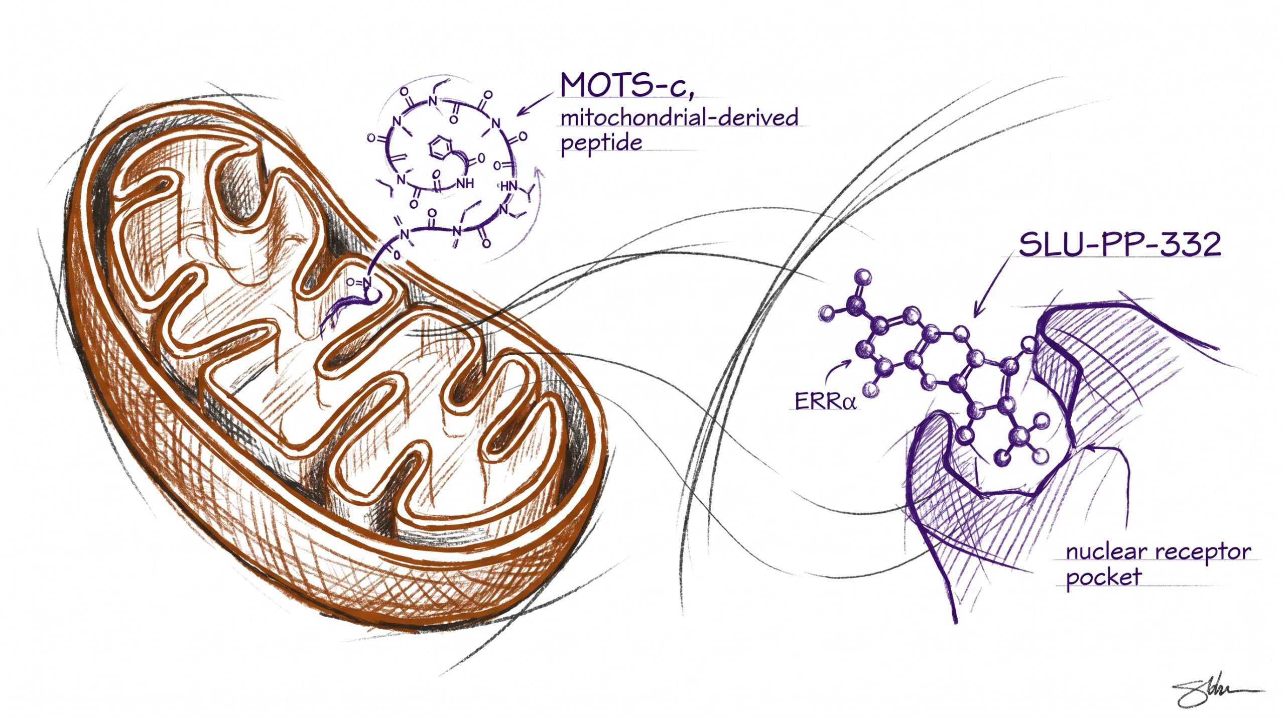 MOTS-c vs SLU-PP-332: Exercise-Mimetic Research